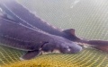 Yangtze sturgeons at a breeding base for rare fishes in the Three Gorges Reservoir in southwest China's Chongqing. Photo by Xinhua/Tang Yi.