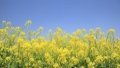 "Soybean duties" that contradict Association Agreement with EU failed in the Rada
