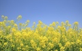 Ukraine may lose progress on EU accession due to problematic duties on soybeans and rapeseed – media