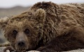 The Gobi bear. Photo by Xinhua.