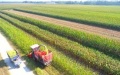 China achieves steady progress in agricultural green development. Photo by Xinhua.