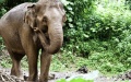 China-rescued Asian elephant adapting well after reintroduction to nature. Photo by Xinhua.