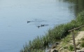 Contaminated water from Desna may reach Kyiv Region on September 14-16 - Ministry of Environment