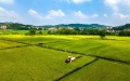A farmer harvesting rice in a field in Shuangfeng county of Loudi city, Central China's Hunan province. Photo by Xinhua.