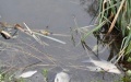 Damage to environment due to pollution of Seim and Desna Rivers amounts to over UAH 405 million