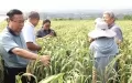 Experts check the growth of the new foxtail millet variety, Zhonggu 25, cultivated in a demonstration field in central China's Henan Province. Photo by Chinese Academy of Agricultural Sciences/Xinhua.