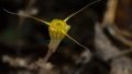 Chinese researchers have recently named a new plant species "Thismia jinzun". Photo by Xinhua.