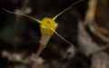 Chinese researchers have recently named a new plant species "Thismia jinzun". Photo by Xinhua.