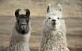 Chinese researchers isolate anti-HIV antibody from alpacas. Photo by Xinhua.