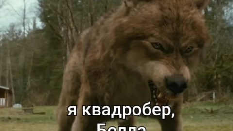 Квадроберы – не фури. В соцсетях массово публикуют мемы о подростковом движении квадроберов