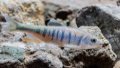 Opsariichthys rubriventris, a new cyprinid fish species, in Huidong County of Huizhou City, south China's Guangdong Province. Photo by Chen Haojun/Xinhua.