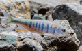Opsariichthys rubriventris, a new cyprinid fish species, in Huidong County of Huizhou City, south China's Guangdong Province. Photo by Chen Haojun/Xinhua.