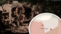 Defensive structures and human lives were lost in Vuhledar due to Bezuhla’s public statements - MP
