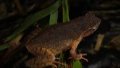New toad species discovered in south China's Guangdong. Photo by Xinhua.