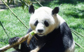 Female panda Zhu Yu at Madrid Zoo in Madrid, Spain. Photo by Gustavo Valiente/Xinhua.