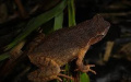 New toad species discovered in south China's Guangdong. Photo by Xinhua.