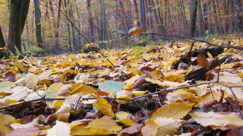 Осінь. Фото: pixabay