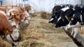 Number of cattle in Ukraine continues to decrease
