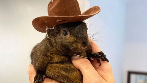 Білка Пінат. Фото: Instagram/peanut_the_squirrel12