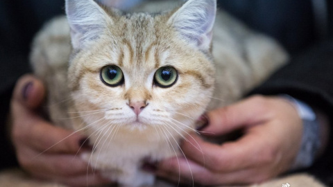 ​У Києві пройшла виставка котів RUI Cat Show