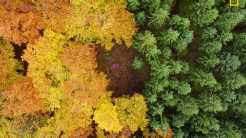 "Між посадженим смерековим лісом і природним буковим лісом". Фото: Anders Andersson/National Geographic Nature Photographer of the Year contest