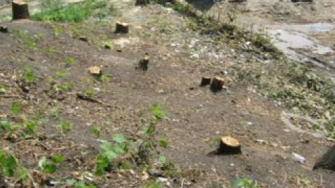 Срезано большое количество деревьев. Фото Александра Бригинца