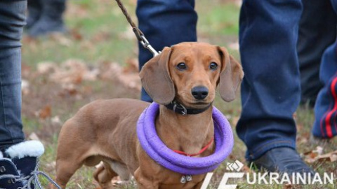 Фестиваль для собак Dog Puller в Запорожье