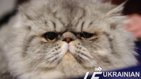 В Севастополе прошел "Фестиваль породистых кошек"