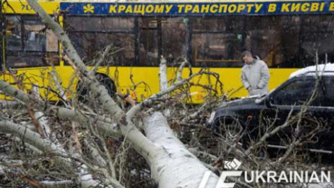 В центре Киева дерево рухнуло на автобус