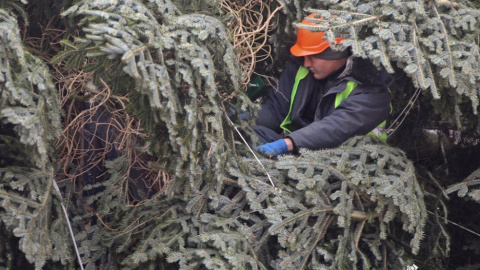 ​Головної ялинки країни більше не буде на Майдані