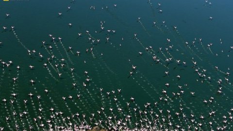 Первые ласточки фотоконкурса "National Geographic 2015"