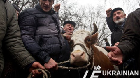 Митингующие аграрии привели под Раду корову