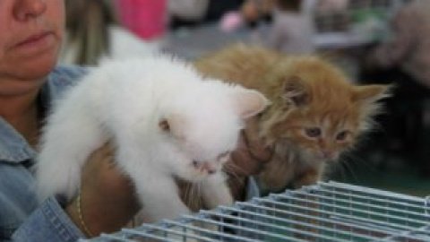 На выставке были представлены домашние любимцы редких и уникальных пород из Украины и из-за рубежа.