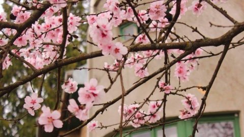 На Закарпатье зацвела сакура к первому апреля
