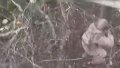 Border guards repel enemy assault on Vovchansk axis. How it was