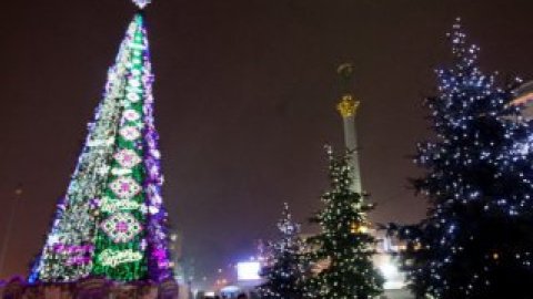 Высота елки составляет 35 м.