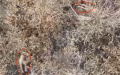 Russians shoot captive Ukrainian soldiers on Pokrovsk axis