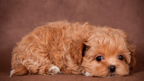 Собака породы мальтипу. Фото из открытых источников
