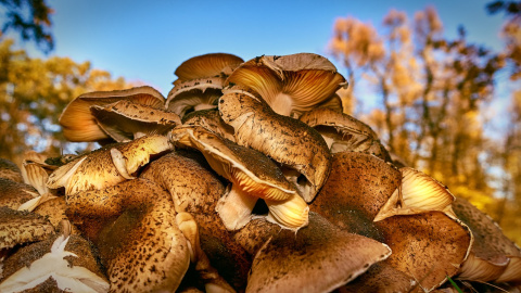 Осінь. Фото: pixabay