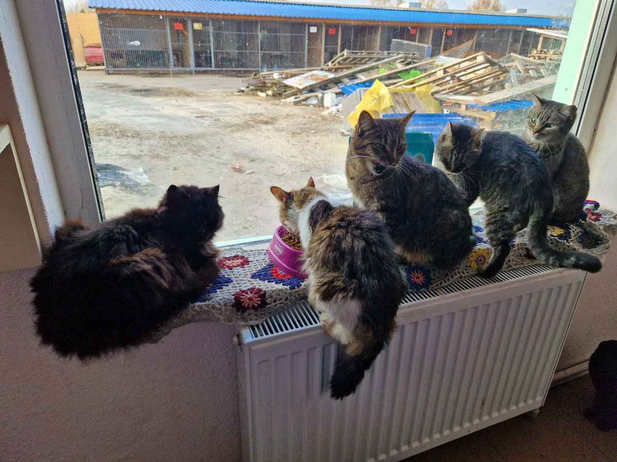 Притулкок для тварин 