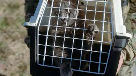 Котик со Змениного. Фото: ГУР