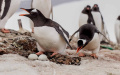 Trump imposes tariffs on penguin-home Heard Island and McDonald Islands