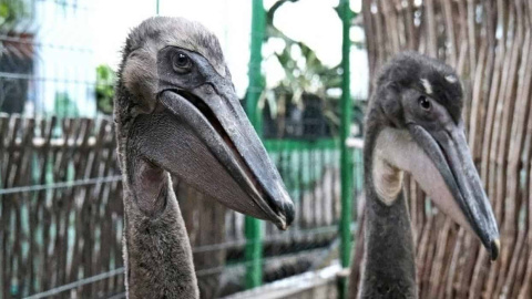 В КиївЗоо народилися пташенята червонокнижних рожевих пеліканів. Милі фото та відео
