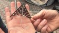 Russians dropping traps over Kherson that damage car wheels. What they look like