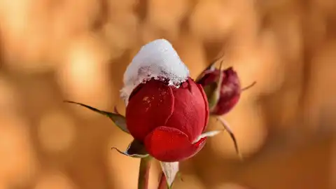 Зима. Фото: pixabay