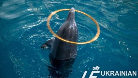 В Крыму поженили пару дельфинов