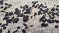 Russians have discovered almost 20 new sites of fuel oil pollution on Black Sea coast