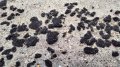 UN to help Ukraine assess consequences of russian fuel oil spill in Black Sea