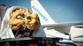 USA Permits Antonov Airlines Charter Cargo Transportation To/From Its Territory With No Limits