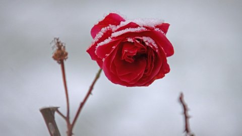 Зима. Фото: pixabay